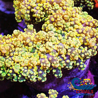 Solomon Islands Yellow Gold Rainbow Octospawn Holiday Special!! Octospawn