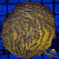 Orange Short Tentacle Fungia Plate Plate