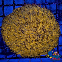 Orange Short Tentacle Fungia Plate Plate