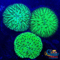 aussie neon green helmet plate