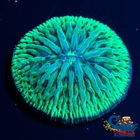 aussie neon green helmet plate 2