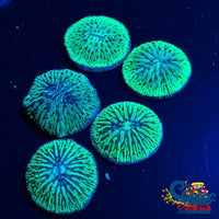 aussie neon green helmet plate 3