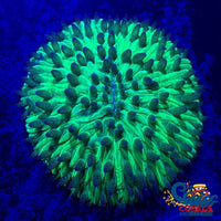 aussie neon green helmet plate 4