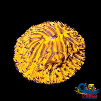 Orange Helmet Fungia Plate (1.75-2) Plate