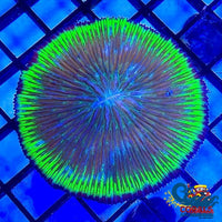 Rainbow Fuji Plate Coral (1.75-2) Plate