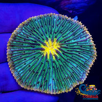 Rainbow Fuji Plate Coral (1.75-2) Plate