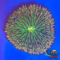 Ultra Rainbow Fantasia Plate Coral (2-2.75) Plate