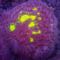 Neon Toxic Splatter Diaseris Plate Coral