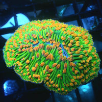 Ultra Highlighter Sour Apple Rainbow Diaseris Plate Coral (Frag) - Corals Anonymous