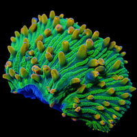 Ultra Highlighter Sour Apple Rainbow Diaseris Plate Coral (Frag) - Corals Anonymous