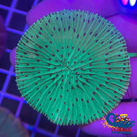 Short Tentacle Toxic Green Plate Plate