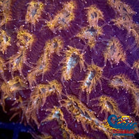 Orange Teal Platygyra (1 Frag) Platygyra