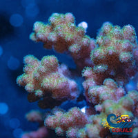Forest Green Pocillopora Sps (1 Frag) Pocillopora