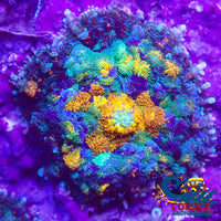 California Gold Rush Rhodactis Mushroom Rhodactis