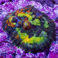 California Gold Rush Rhodactis Mushroom - Corals Anonymous