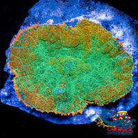 Citrus Lime Rhodactis Mushroom Rhodactis