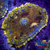 Gold Charm Rhodactis Mushroom Rhodactis