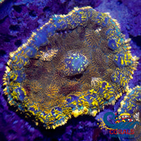 Gold Charm Rhodactis Mushroom Rhodactis