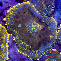 Gold Charm Rhodactis Mushroom Rhodactis