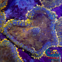 Gold Charm Rhodactis Mushroom Rhodactis