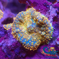 Gold Glitter Rhodactis Mushroom Rhodactis