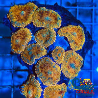 Gold Glitter Rhodactis Mushroom Rhodactis