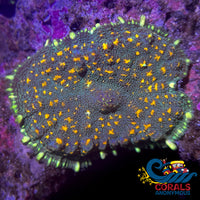 Gold Spotted Green Rhodactis Mushroom Rhodactis