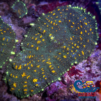 Gold Spotted Green Rhodactis Mushroom Rhodactis