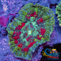 Rose Garden Rhodactis Mushroom Rhodactis