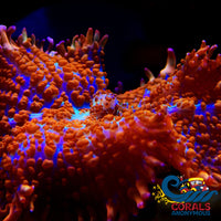 Superman Rhodactis Mushroom Rhodactis