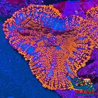 Superman Rhodactis Mushroom Rhodactis