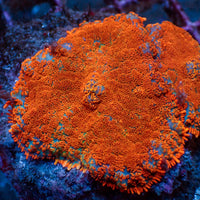 Superman Rhodactis Mushroom - Corals Anonymous