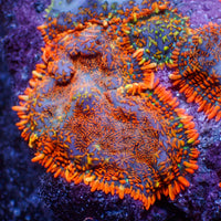 Superman Rhodactis Mushroom - Corals Anonymous