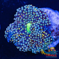 Blue Rainbow Ricordea Florida Mushroom Ricordea