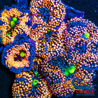 Orange Florida Ricordea Mushroom Ricordea