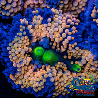 Orange Florida Ricordea Mushroom Ricordea