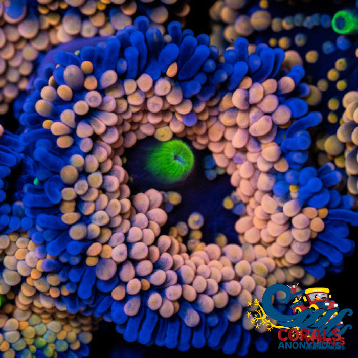 Orange Florida Ricordea Mushroom | Corals Anonymous