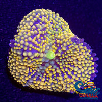 Orange Florida Ricordea Mushroom Ricordea