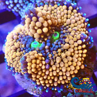 Orange Florida Ricordea Mushroom Ricordea