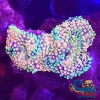 Peach Florida Ricordea Mushroom Ricordea