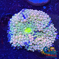 Peach Florida Ricordea Mushroom Ricordea