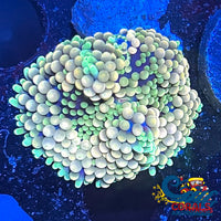 Peach Florida Ricordea Mushroom Ricordea