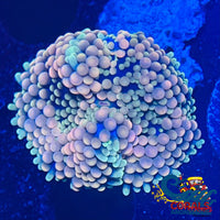 Peach Florida Ricordea Mushroom Ricordea