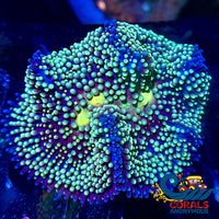 Teal Blue Florida Ricordea Mushroom Ricordea