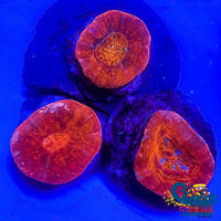 Tonga Red Scoly Scoly