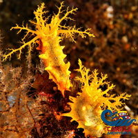 Yellow Sea Cucumber Seacucumber