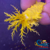 Yellow Sea Cucumber Seacucumber