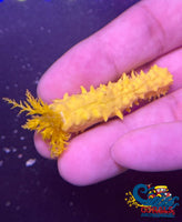 Yellow Sea Cucumber Seacucumber
