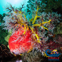 Bloody Red Sea Apple Cucumber Seacucumber
