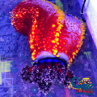 Bloody Red Sea Apple (Pseudocolochirus Axiologus) Cucumber Seacucumber